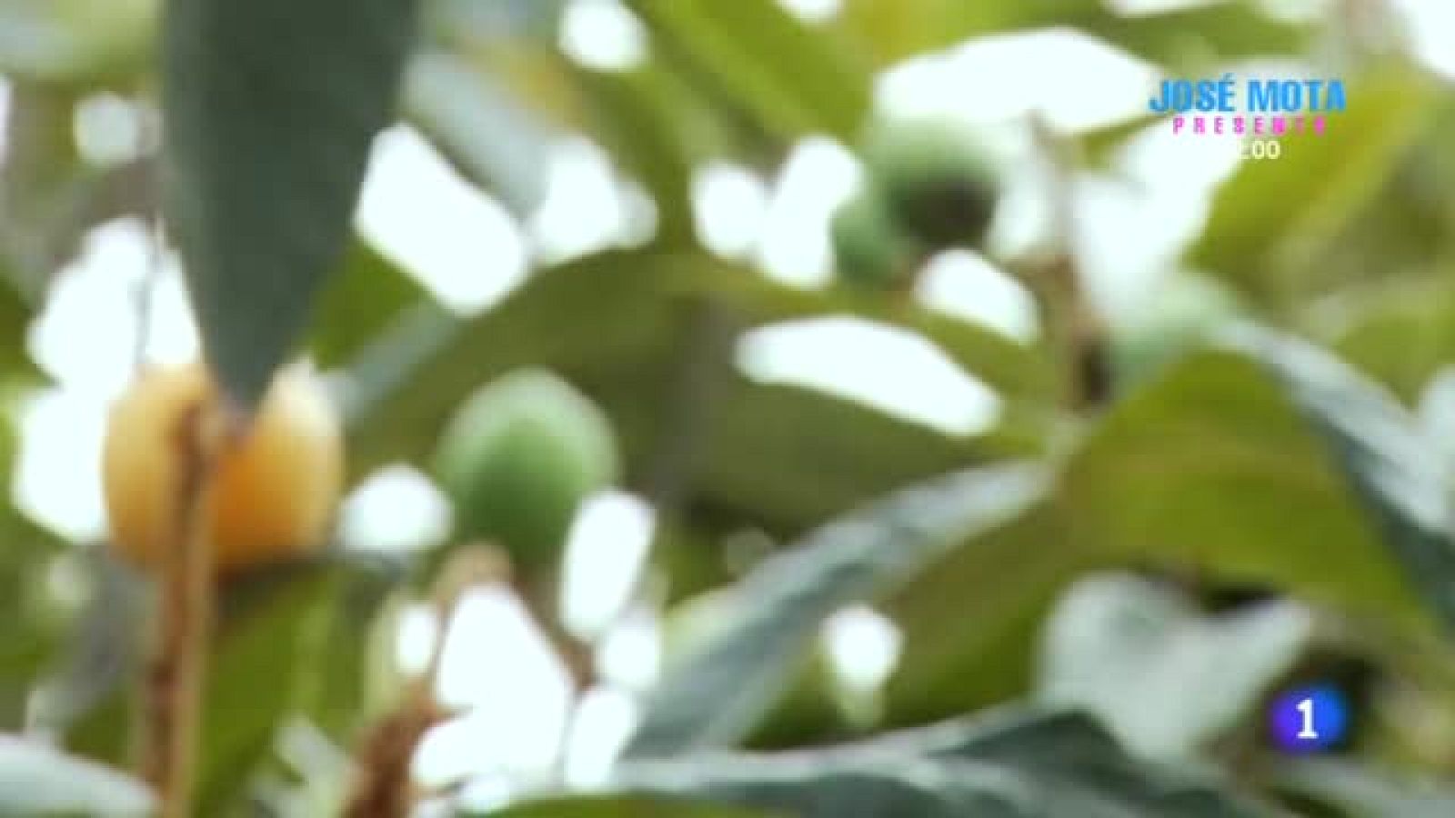 A su aire: tiempo de nísperos