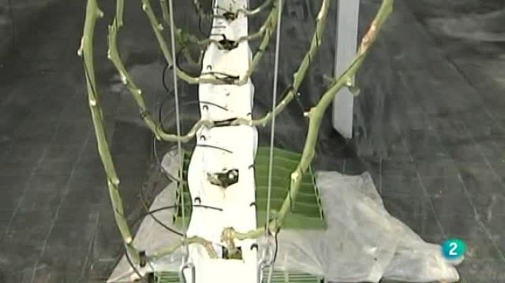 Agrosfera - La tenca