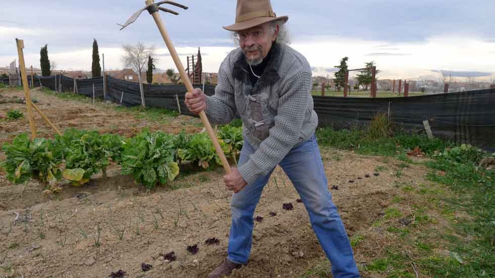 Juan Plantas y la caléndula