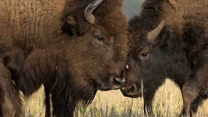 Grandes documentales - Yellowstone: Verano