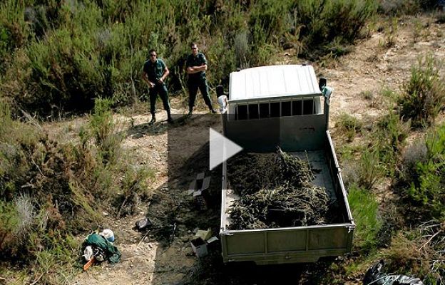  - Un bosque de marihuana en Castellón