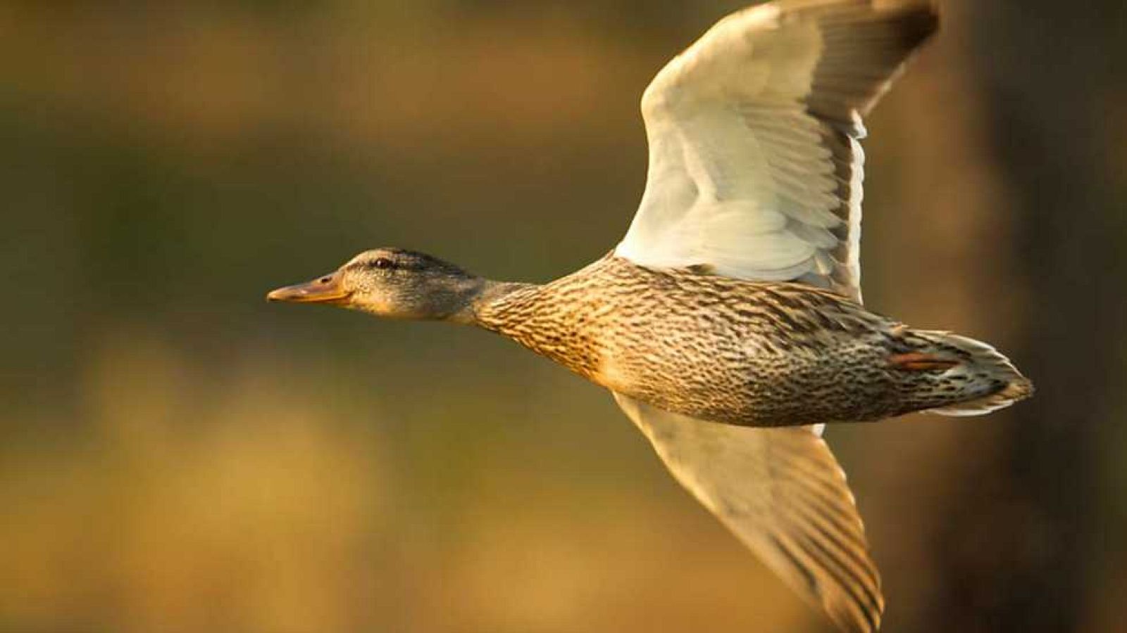 Grandes documentales - Yellowstone: Otoño - Ver ahora