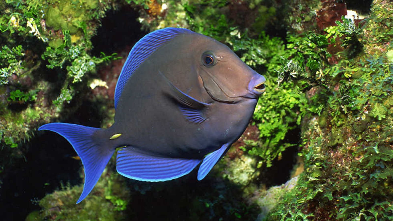 Grandes documentales - Caribe salvaje: arrecifes y naufragios - Ver ahora