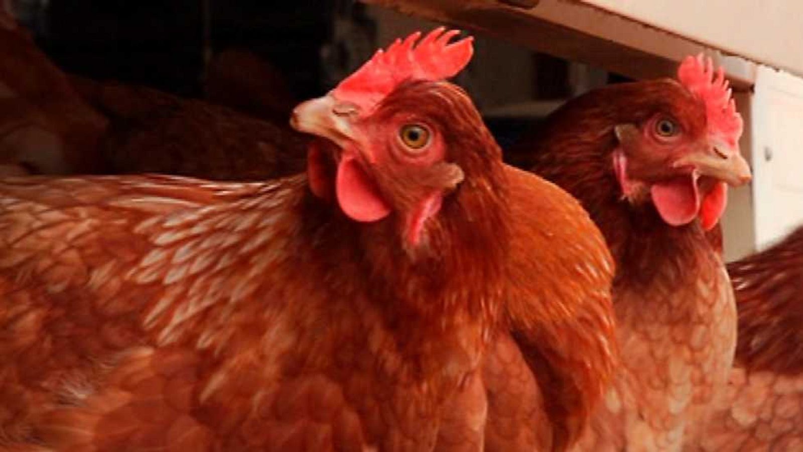 Aquí la Tierra - 19/03/15 - ver ahora