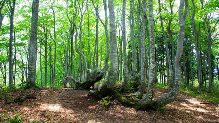 Telediario 1 - Se celebra el Día Internacional de los Bosques
