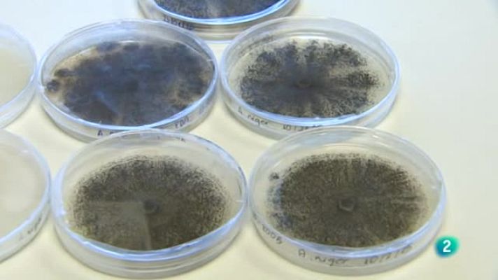 Agrosfera - Aspergilus