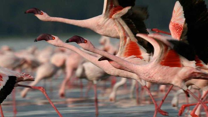 Grandes documentales - El Gran Rift: Agua