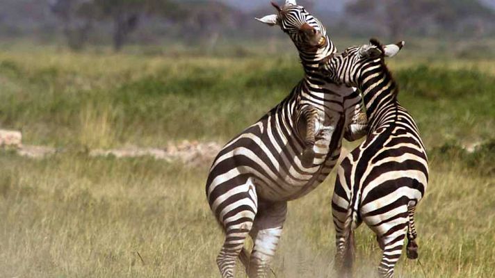 Grandes documentales - El Gran Rift: Hierba