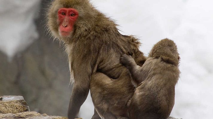 Grandes documentales - La lucha por el Japón salvaje