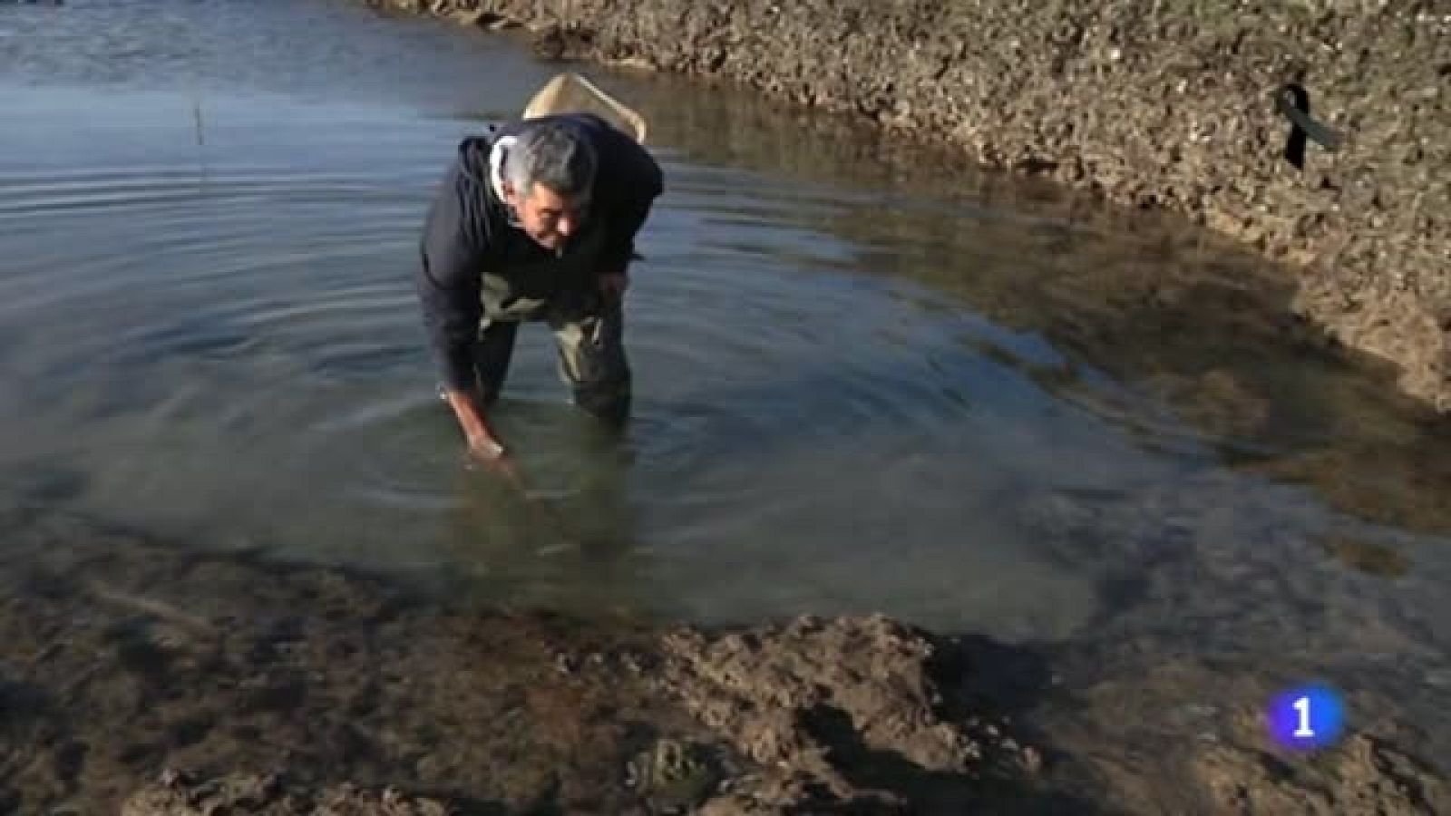 El arte del marisqueo