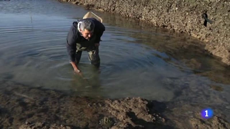 El arte del marisqueo