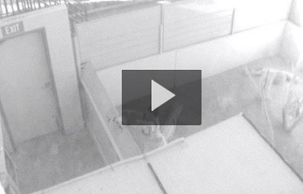  - 'Masacre' en un zoo