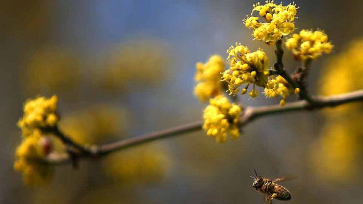 El tiempo - Viento fuerte en el valle del Ebro, Ampurdán y zonas de Pirineos