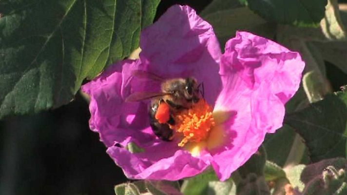 Burgos, la tierra tal como era - Primavera