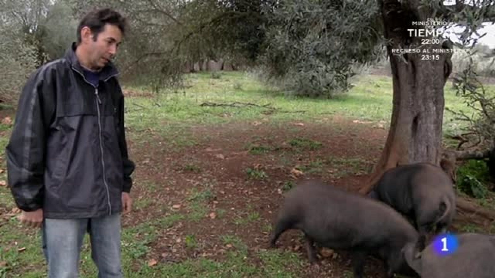 Cerdos mallorquines de pura cepa