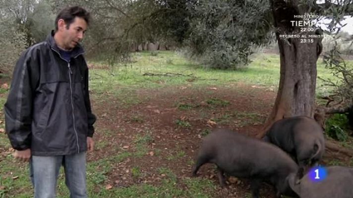 Aquí la Tierra - Cerdos mallorquines de pura cepa