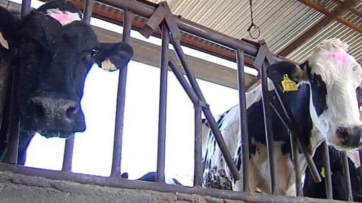 Telediario 1 - Fin del sistema europeo de cuotas lácteas