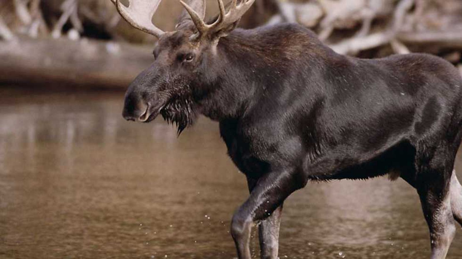 Grandes documentales - Los misterios del alce - ver ahora