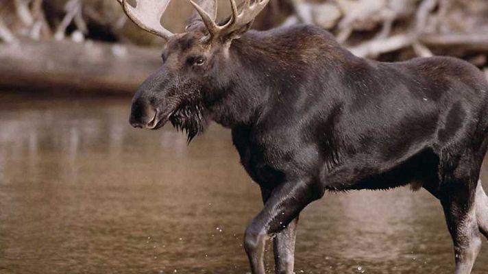 Grandes documentales - Los misterios del alce