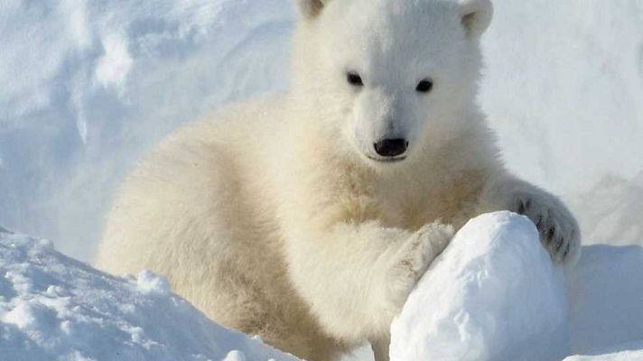 Grandes documentales - La familia de osos polares y yo: Verano