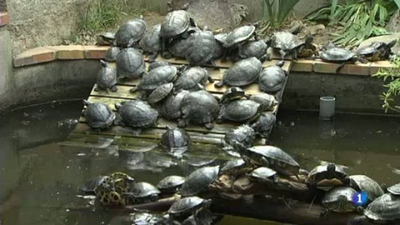 Recuperen la tortuga autòctona del Ter