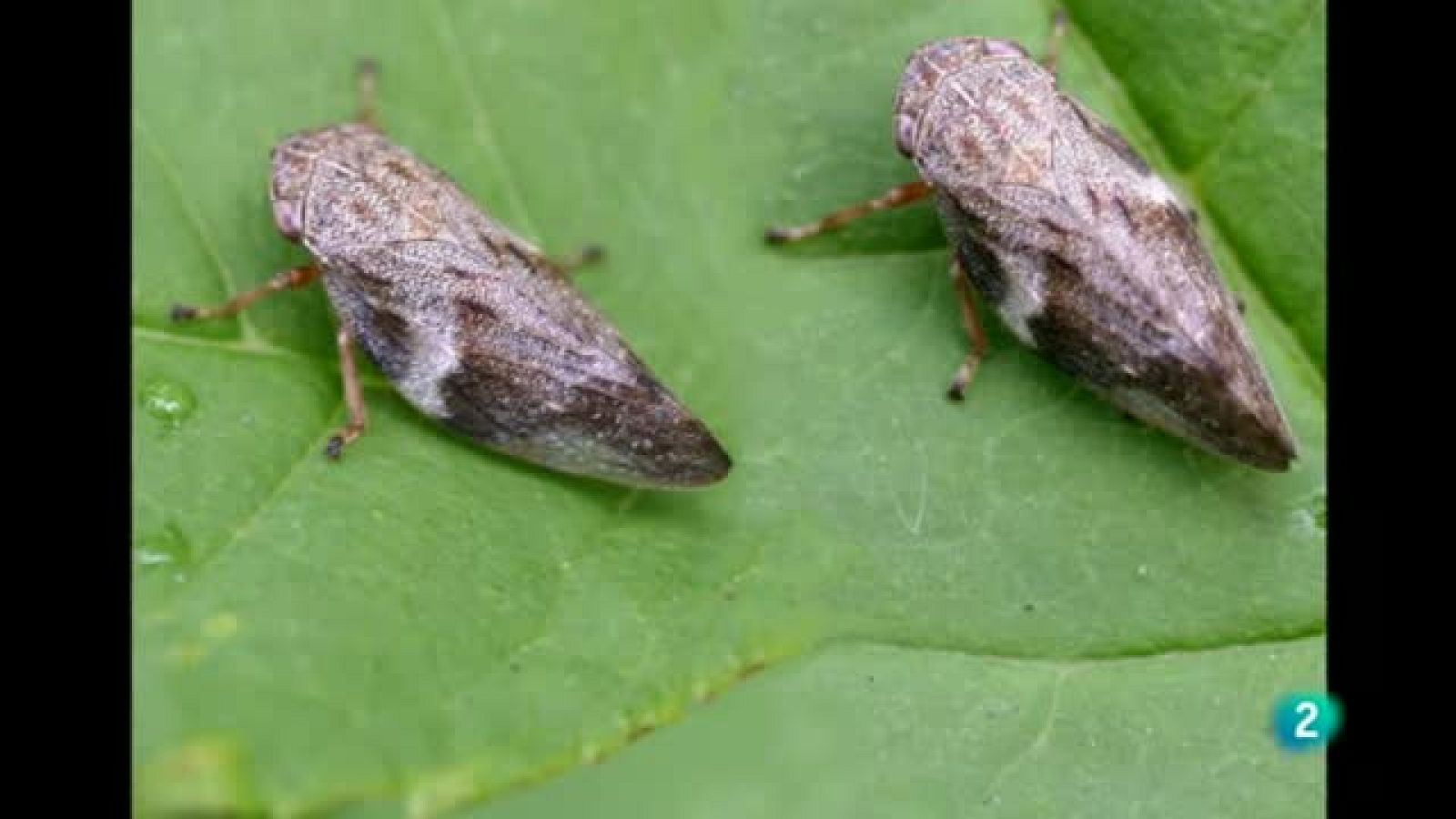 Agrosfera - En primer plano - Xylella fastidiosa