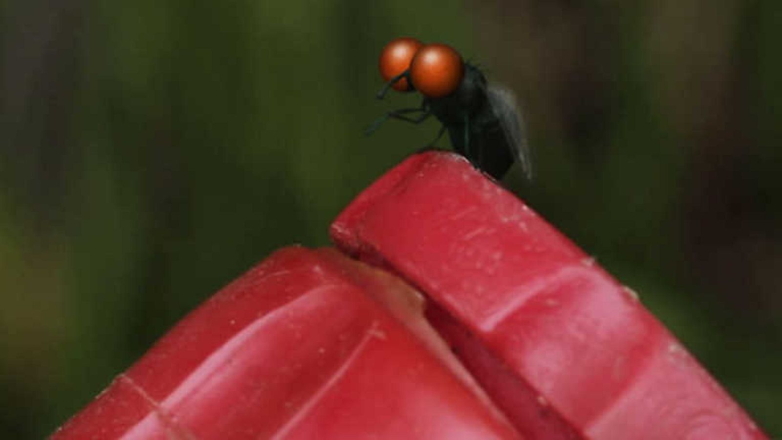La tela de araña malvada - Minúsculos | Ver