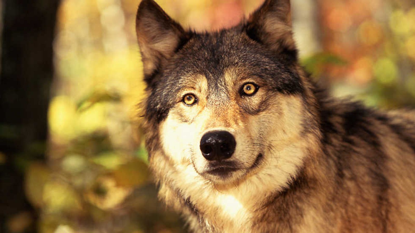 Grandes documentales - El salvaje oeste: Valor de ley - ver ahora