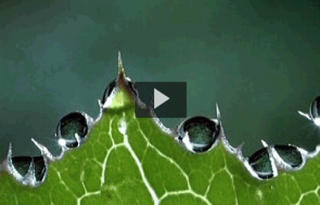 tres14 - ¿Las espinacas tienen hierro?