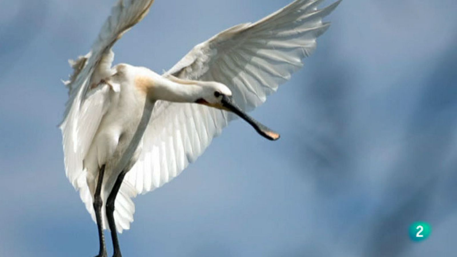 La Aventura del Saber. Banco de imágenes de Doñana