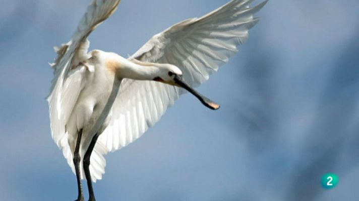 La aventura del Saber - Banco de imágenes de Doñana