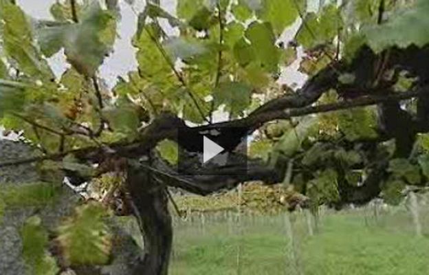 Ciencia y tecnología en Rtve.es - Cambio climático y albariño