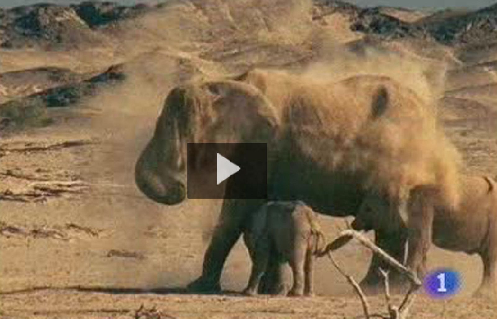 Uno de cada cuatro mamíferos está en peligro de extinción - Ciencia y tecnología en Rtve.es | Ver