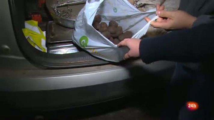 Repor - Teruel huele a trufa - Diego