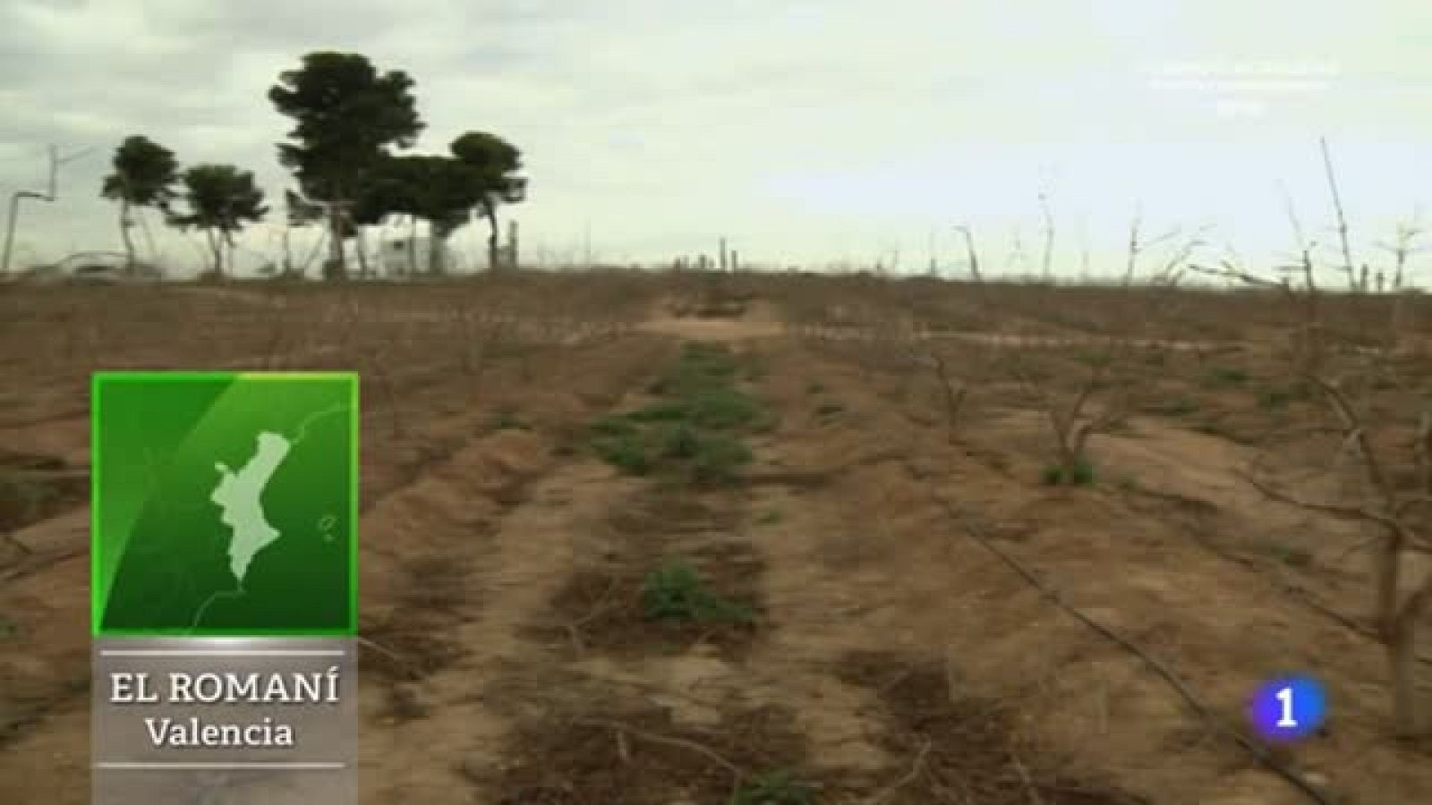 Tiempo de poda del granado