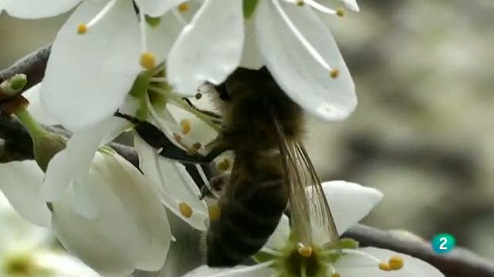 La aventura del Saber - Apiterapia