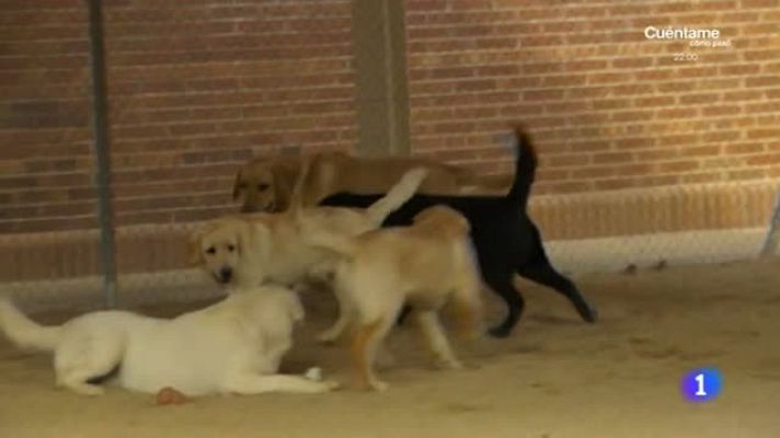 Aquí la Tierra - La importancia de un buen perro guía