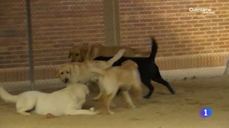 La importancia de un buen perro guía