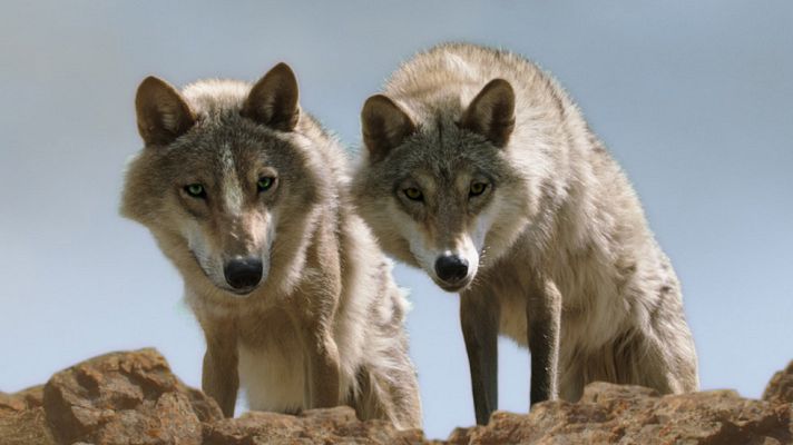 Días de cine - 'El último lobo'