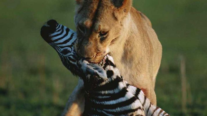 Grandes documentales - La manada de leones