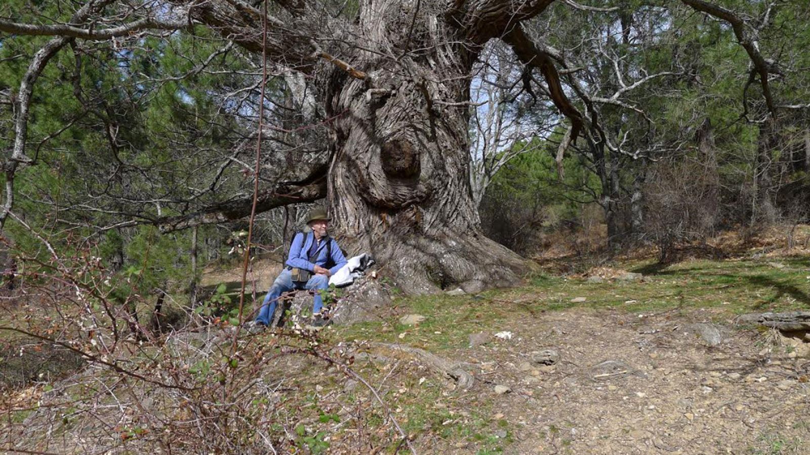 Lo mejor de Juan Plantas