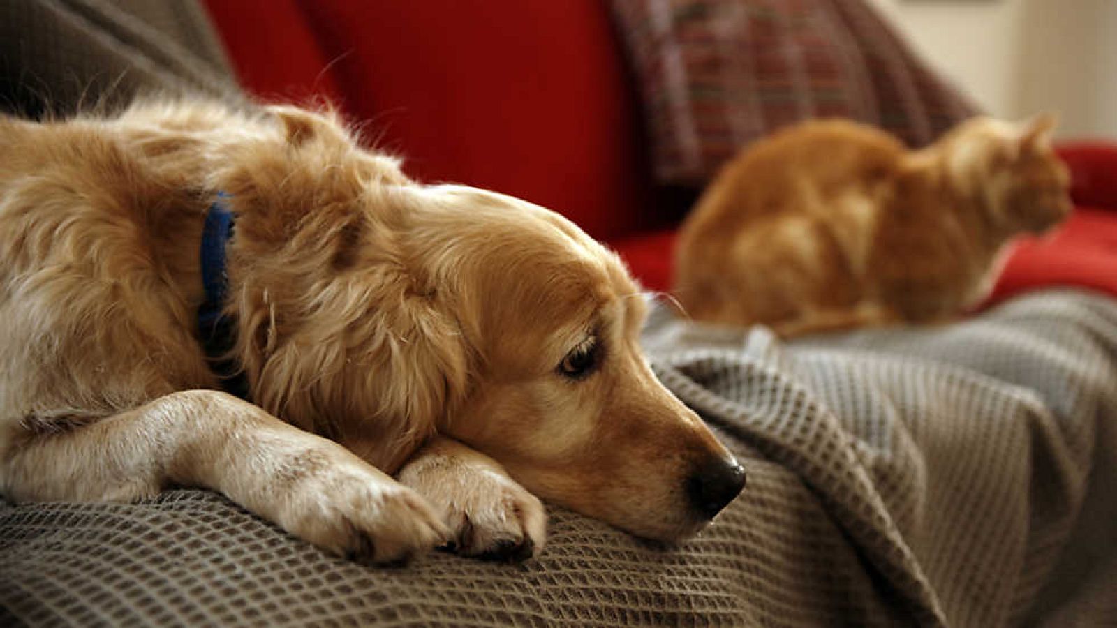 Documenta2 - La domesticación de los animales - ver ahora