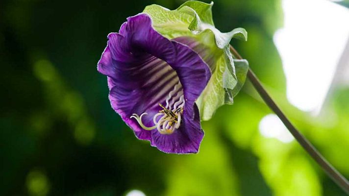 Documenta2 - El reino vegetal: La vida en las zonas húmedas