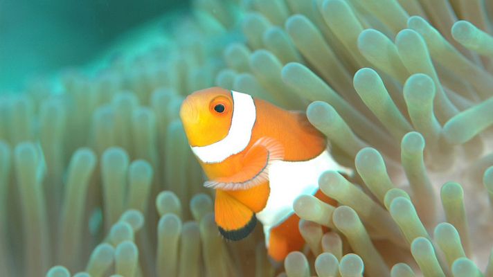 Telediario 1 - Realidad virtual para 'vivir' documentales acuáticos