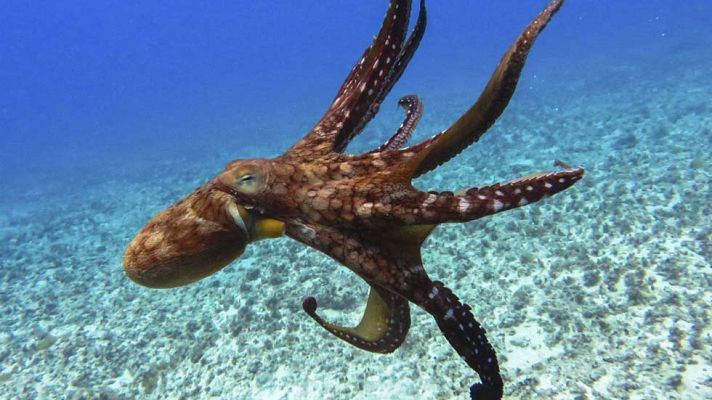 Ciencia y tecnología en Rtve.es - Pulpo moviéndose ante un obstáculo