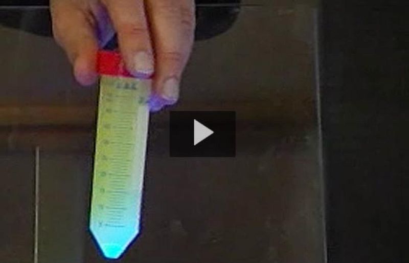 Nobel a los descubridores de una proteína verde fluorescente