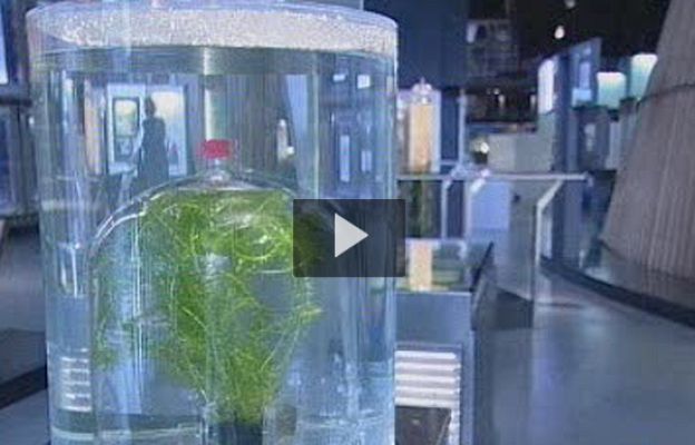 Ciencia y tecnología en Rtve.es - 100 mejores inventos naturales
