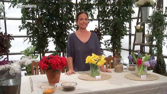 Saber vivir - Plantas majestuosas