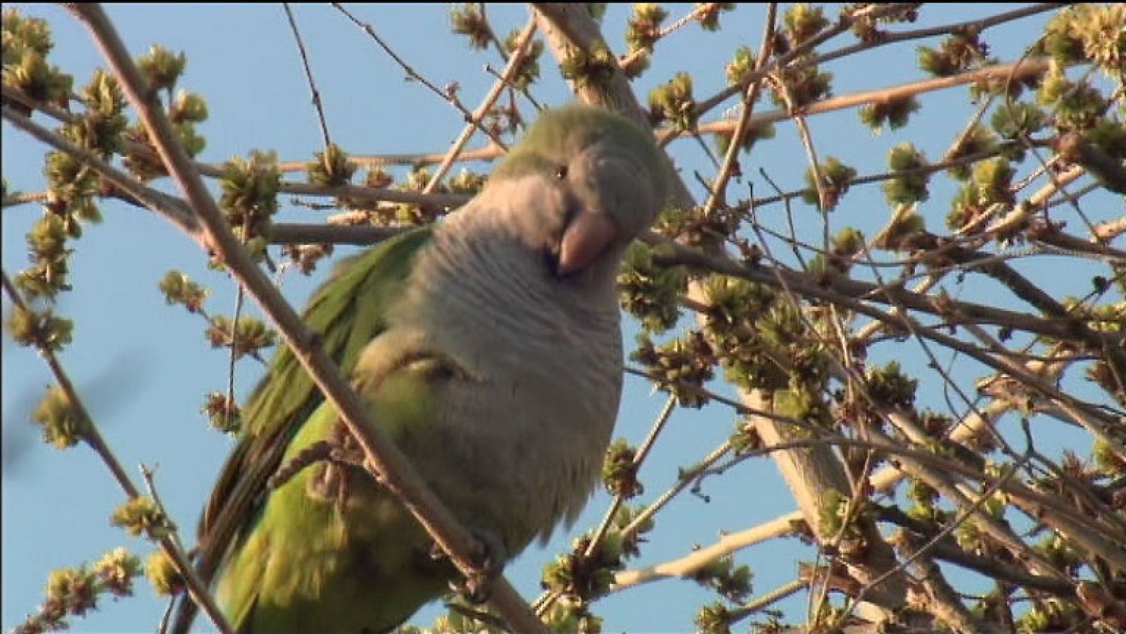 La Aventura del Saber. A contar cotorras.