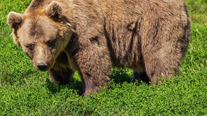 Telediario 1 - Acompañamos a una patrulla de vigilancia del oso pardo